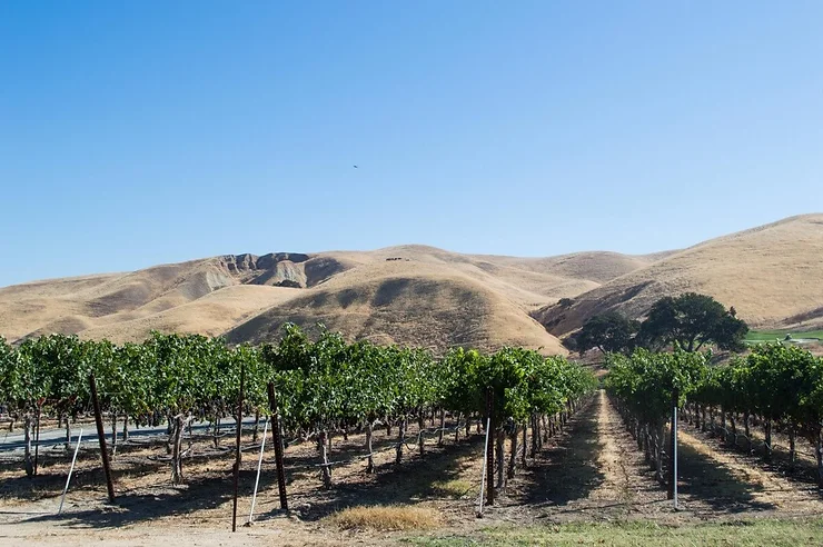 Wine & Wags Event Blog – Join Us for the Third Annual Livermore Valley Winegrower’s Association Wine