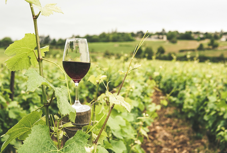 wine glass